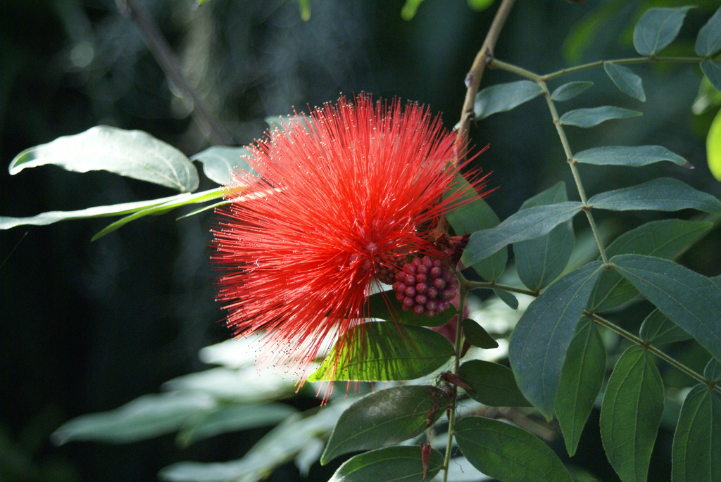 Calliandra Haematocephala
